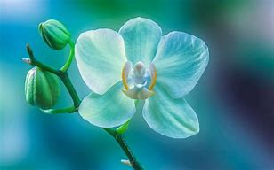 Image result for Hoa Tulip Ha Lan