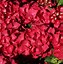 Image result for Hydrangea macrophylla Hot Red Violet