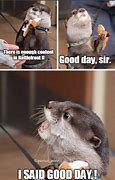 Image result for Otter Meme Good Day Sir