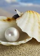 Image result for Pearl in a Clam