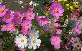Image result for Cosmos Flower How to Plant