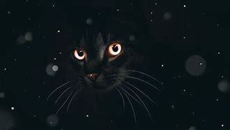 Image result for Black Cat Wallpaper Grunge