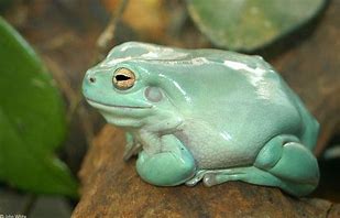 Image result for White Tree Frog Cute