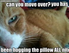 Image result for Funny Orange Cat Memes