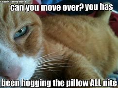 Image result for Fluffy Orange Meme Cat