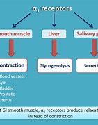 Image result for Alpha-1 Adrenergic