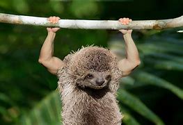 Image result for Sloth Arms