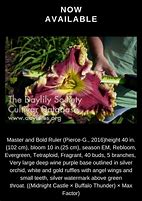 Image result for Master and Bold Ruler