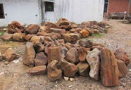 Image result for Petrified Wood Identification Pictures