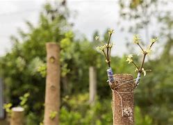 Image result for Grafting Apple Trees From Stump