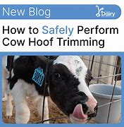 Image result for Dairy Cow Hoof