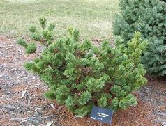 Image result for Pinus parviflora Hagoromo