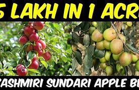 Image result for Kashmiri Apple