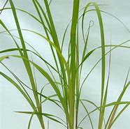 Image result for Andropogon gerardii Prairie Sommer