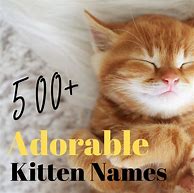 Image result for Cutest Cat Names Ever
