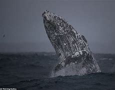 Image result for Whale Bursting