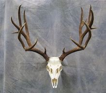 Image result for Deer Skull Horns