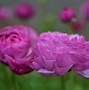 Image result for Ranunculus Root Cross Section