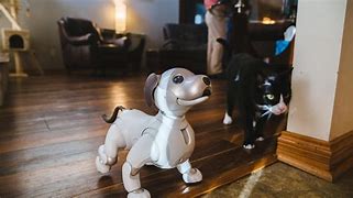 Image result for Ibow Robot Dog