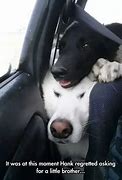 Image result for Google Search Funny Dog Memes