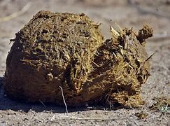 Image result for Bucket Elephant Dung