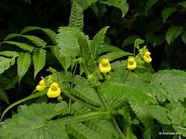 Image result for Calceolaria sp. Patagonia