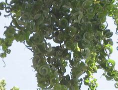 Image result for Curly Leaf Tree