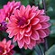 Image result for Dahlia Great Silence