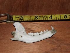 Image result for Raccoon Lower Jaw Bone
