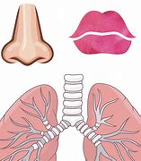 Image result for Printable Life-Size Body Organ Lungs