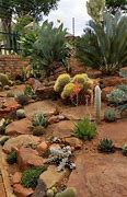 Image result for Cactus Landscape