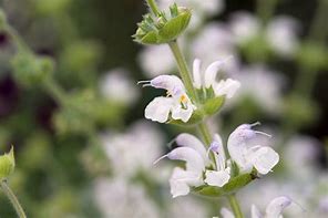 Afbeeldingsresultaten voor Salvia argentea