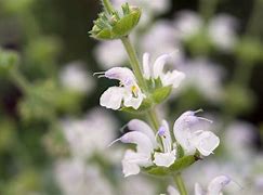 Image result for Salvia argentea