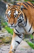 Image result for Animal That Can Kill a Tiger