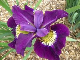 Image result for Iris sibirica Ruby Wine