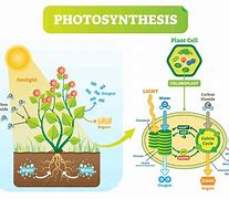 Image result for Photosynthesis