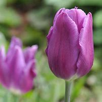 Image result for Tulipa Blue Diamond