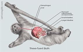 Image result for Sloth Stomach