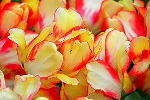 Image result for Tulipa Beauty of Spring