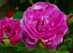 Image result for Purply Rose Color