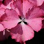 Image result for Hydrangea macrophylla Tiffany Pink