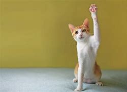 Image result for Weird Cat with Hands Up