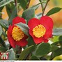 Bildergebnis für Camellia japonica Blood of China
