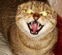 Image result for Evil Hehe Cat