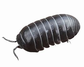 Image result for Isopod Pet