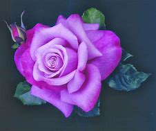 Image result for Purple and Pink Lace Rose