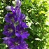 Image result for Delphinium pacific Black Knight