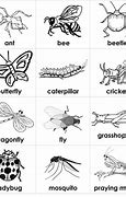 Image result for Different Kind of Insects With