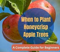 Image result for Honeycrisp Apple Tree Pollination