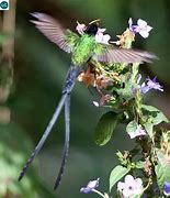 Image result for Polytmus Trochilidae